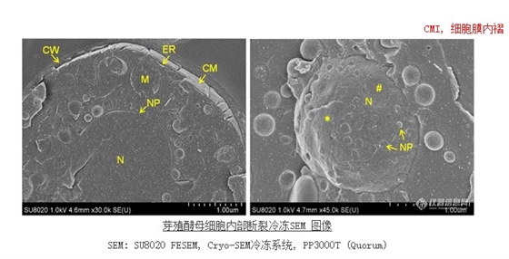 芽殖酵母細(xì)胞內(nèi)部斷裂冷凍SEM 圖像